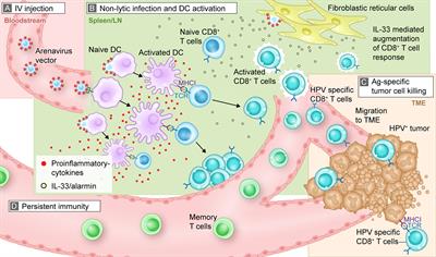 Development and Characterization of a Novel Non-Lytic Cancer Immunotherapy Using a Recombinant Arenavirus Vector Platform